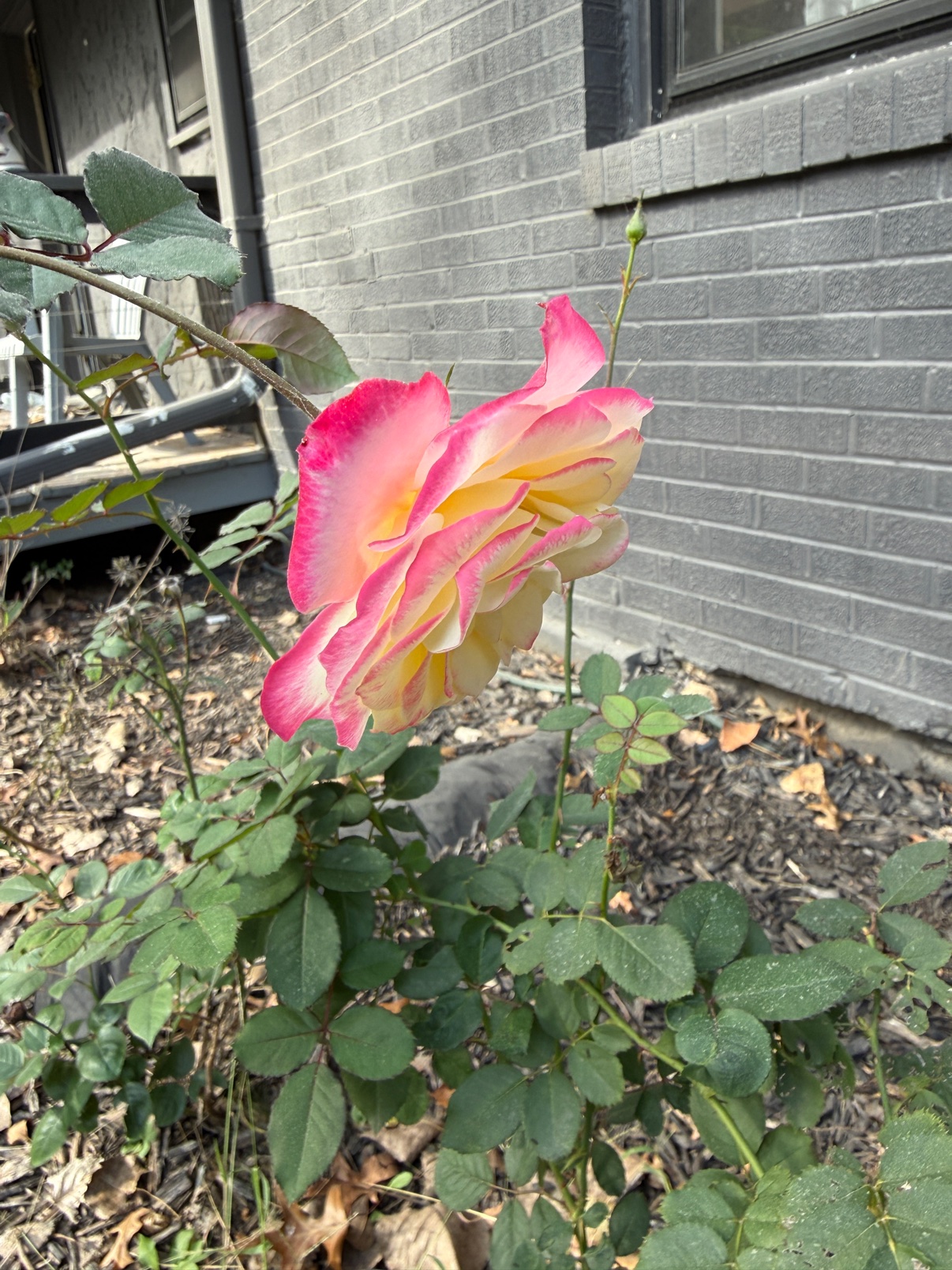 Pink and yellow rose bloom