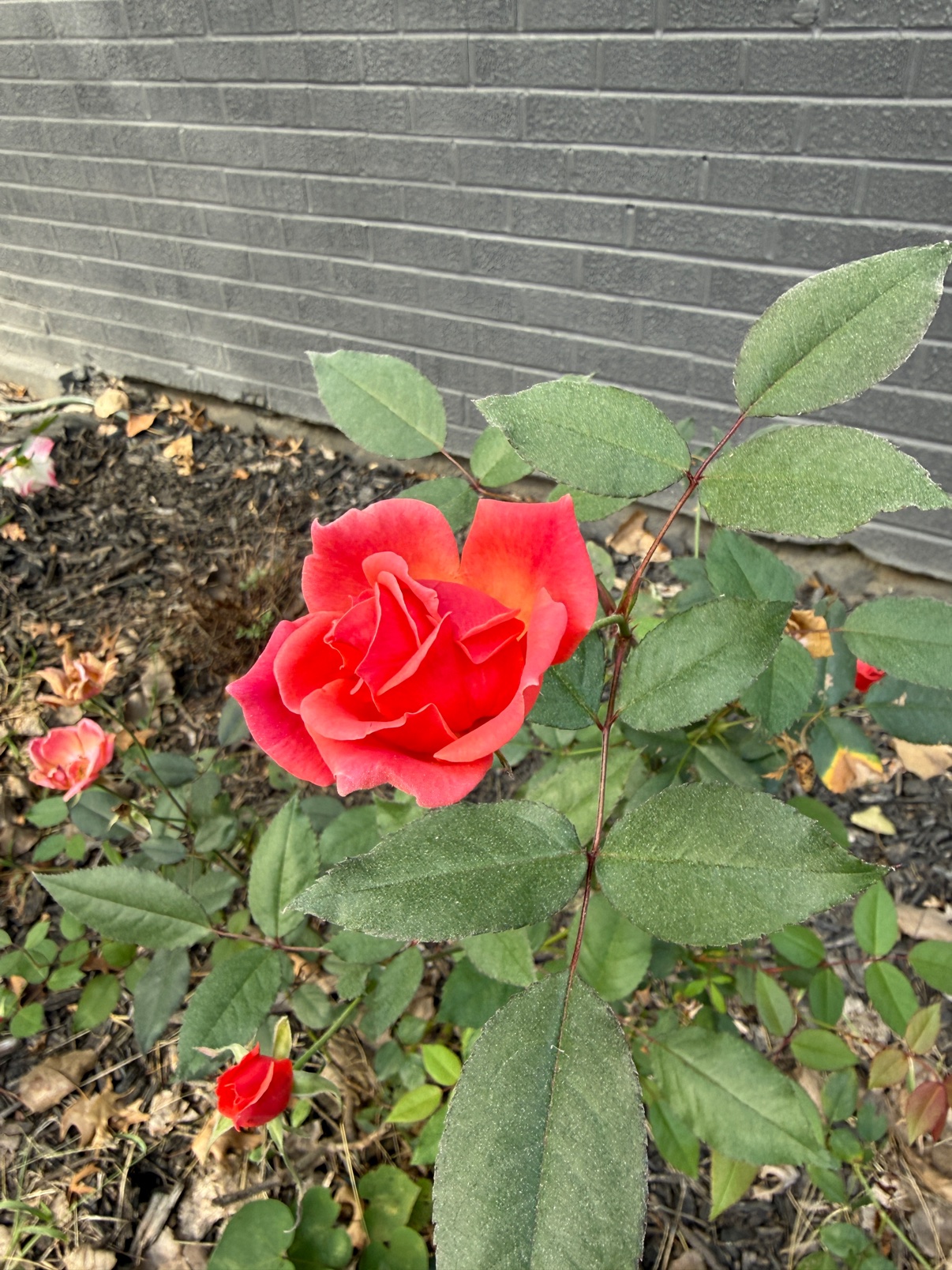 Coral rose bloom