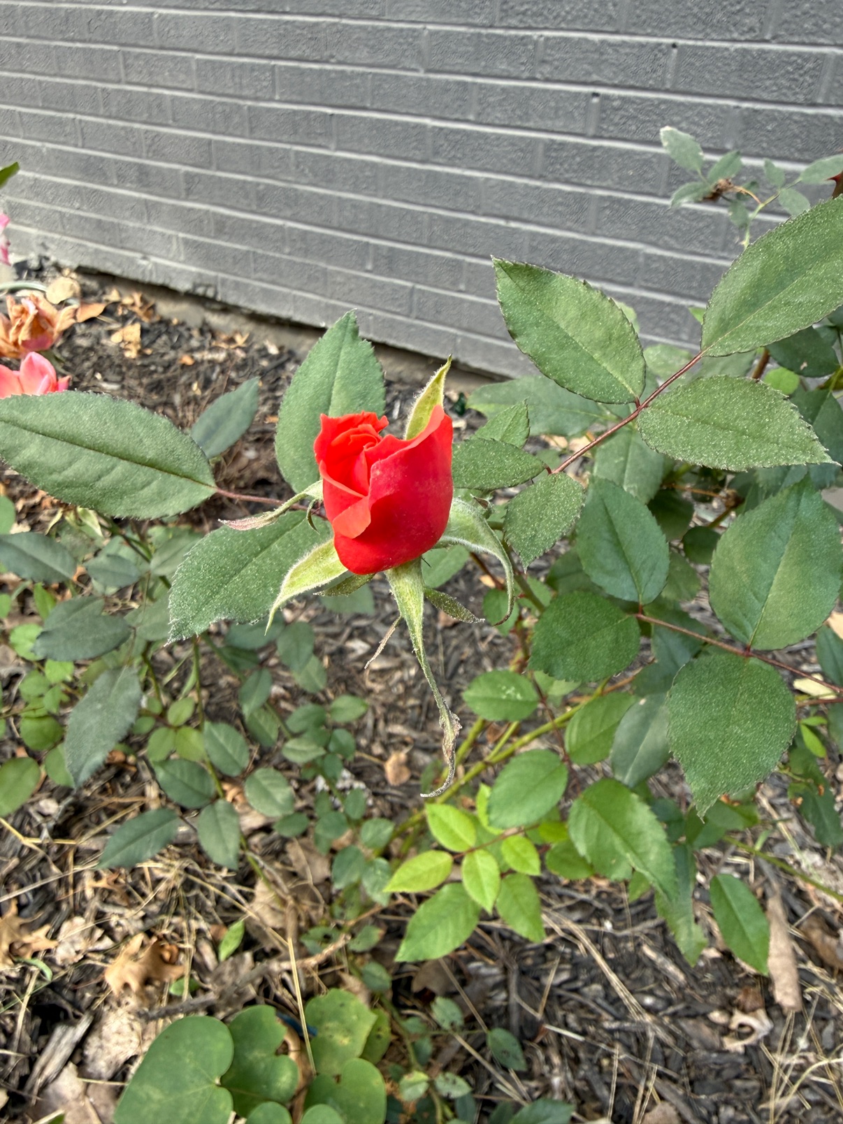Red rose bud