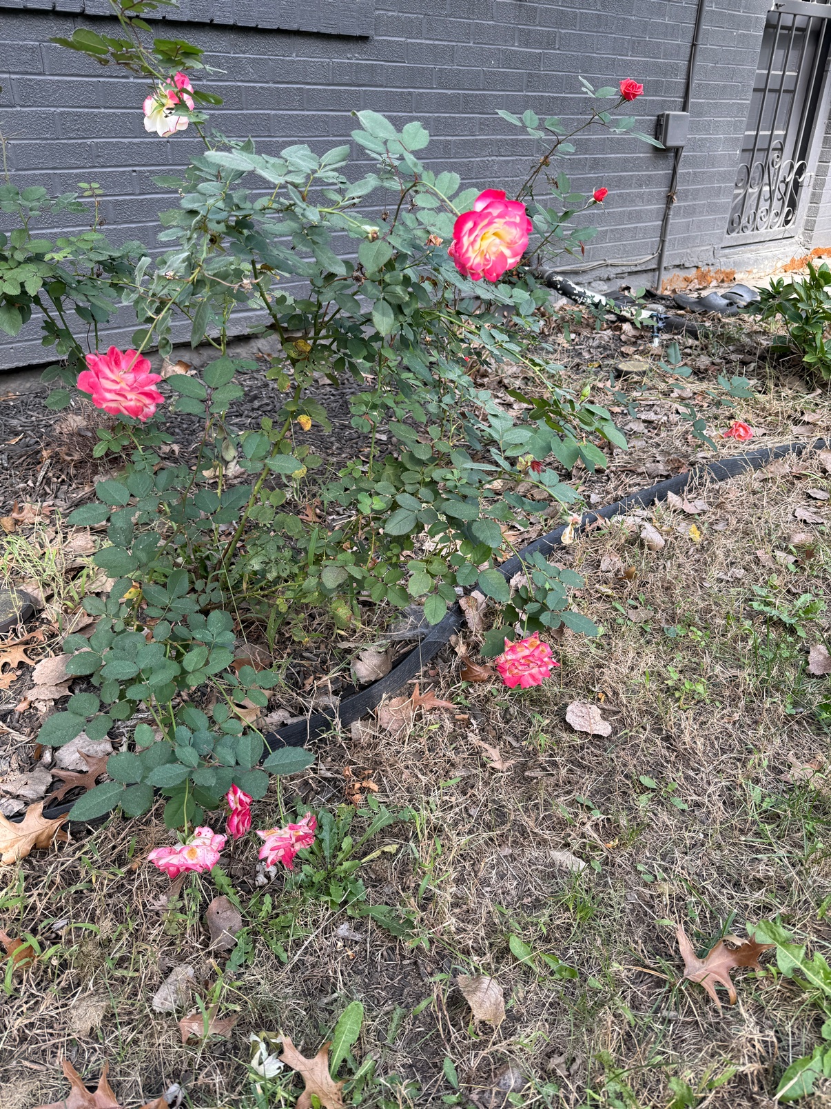 Rose bush still blooming